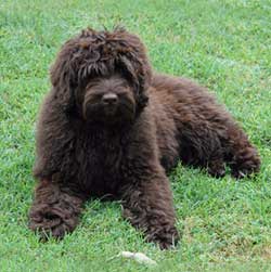 labradoodle kleur chocolade