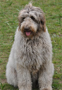 curly-fleece labradoodle