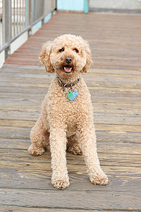 labradoodle met curly vacht curly labradoodle