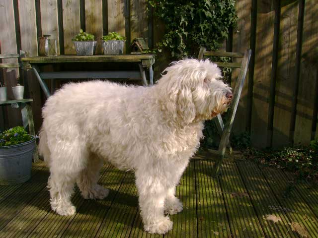 labradoodle met curly-fleece vacht curly-fleece labradoodle