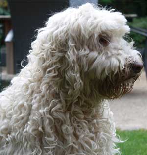 labradoodle kleur kalk