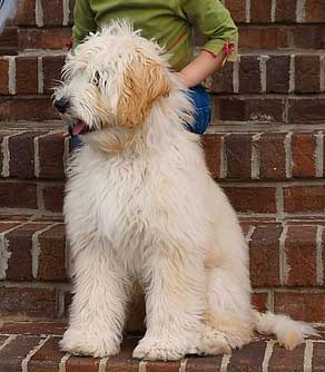 labradoodle met fleece vacht fleece labradoodle
